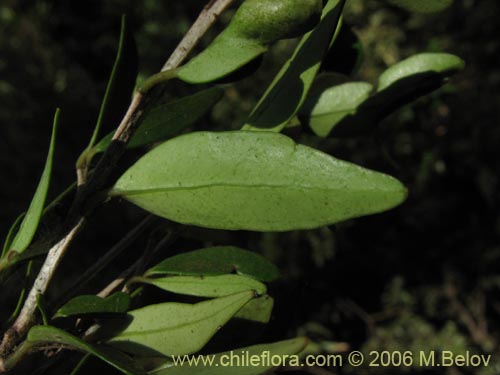 Imágen de Myrceugenia chrysocarpa (Luma blanca / pitrilla). Haga un clic para aumentar parte de imágen.